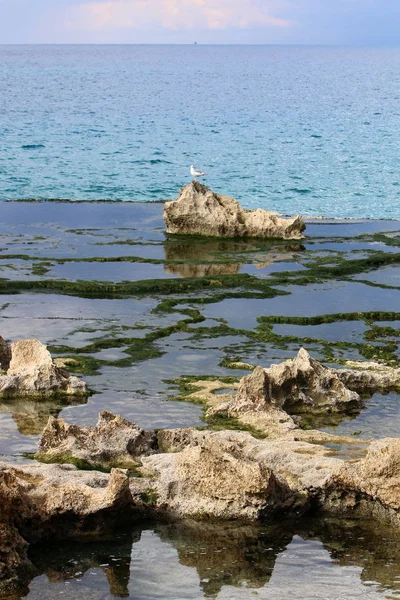 Kıyıda martı — Stok fotoğraf