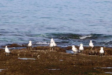 Sahildeki martılar 