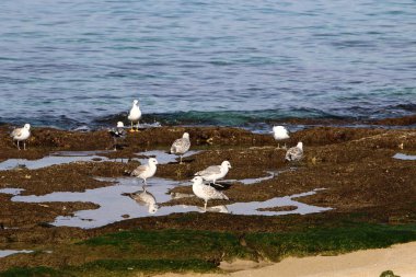 Sahildeki martılar 