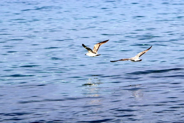 Seagulls on the beach — Stock Photo, Image