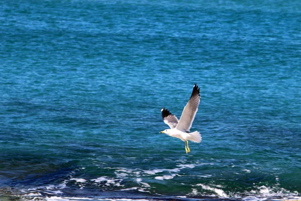 Gaivotas na praia — Fotografia de Stock