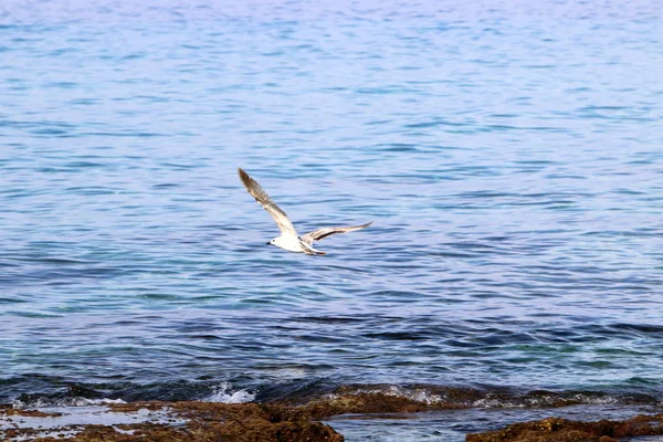 Γλάροι στην παραλία — Φωτογραφία Αρχείου