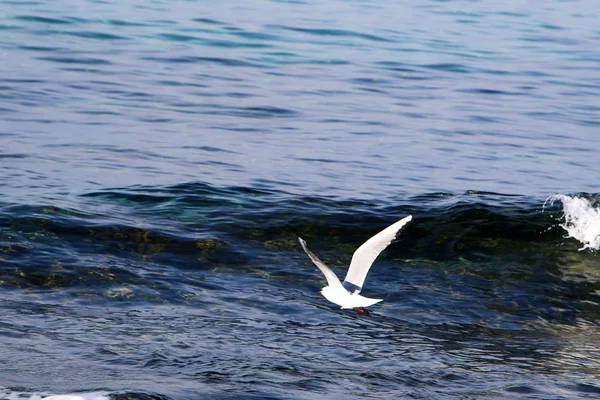 Mouettes sur la plage — Photo