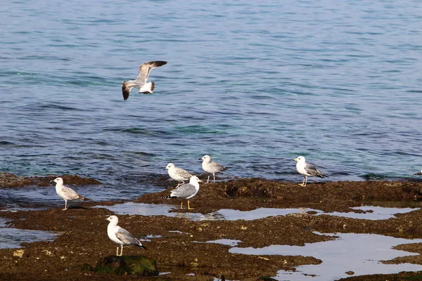 Seagulls on the beach — Stock Photo, Image