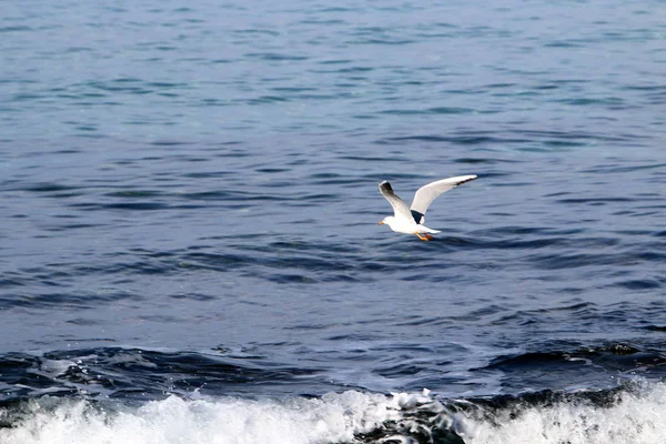 Gaivotas na praia — Fotografia de Stock