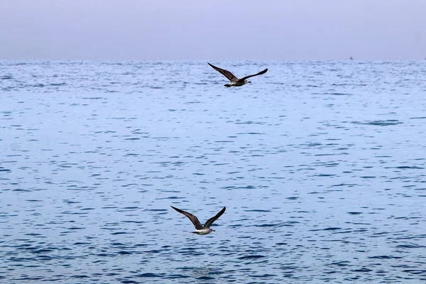 Måker på stranden – stockfoto