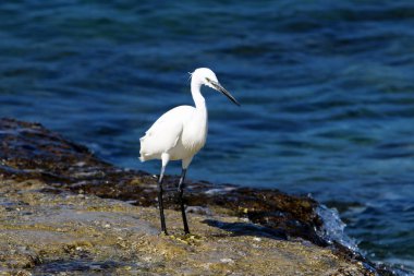 Sahilde gri balıkçıl 