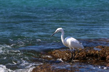 Sahilde gri balıkçıl 