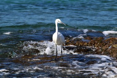 Sahilde gri balıkçıl 