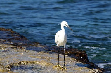 Sahilde gri balıkçıl 