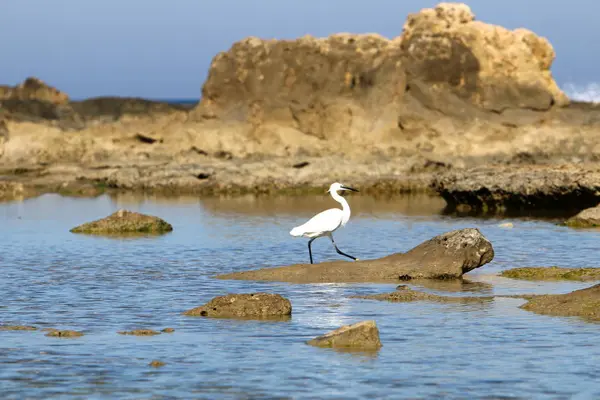 Gray heron on the beach — Stock Photo, Image