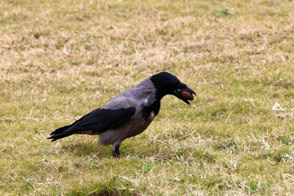 Crows found walnut — Stock Photo, Image