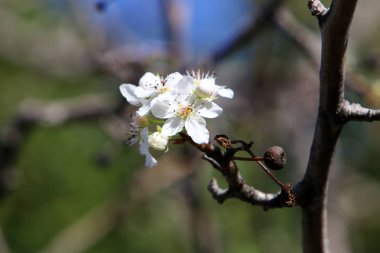 Yılbaşı ağaçları - Tu B'Shvat 