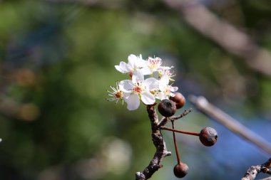 Yılbaşı ağaçları - Tu B'Shvat 