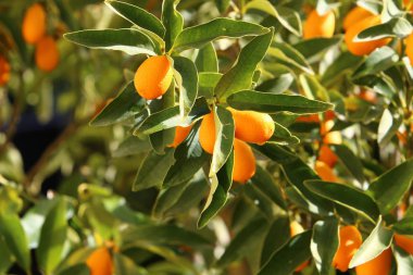 Yılbaşı ağaçları - Tu B'Shvat 