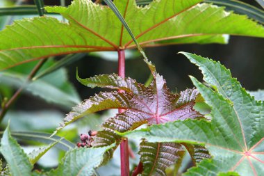 Yılbaşı ağaçları - Tu B'Shvat 