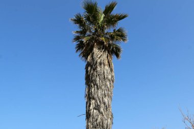 Yılbaşı ağaçları - Tu B'Shvat 