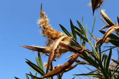 Yılbaşı ağaçları - Tu B'Shvat 