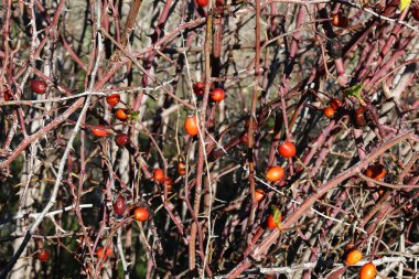 Yılbaşı ağaçları - Tu B'Shvat 