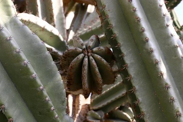 Árboles de Año Nuevo - Tu B 'Shvat —  Fotos de Stock