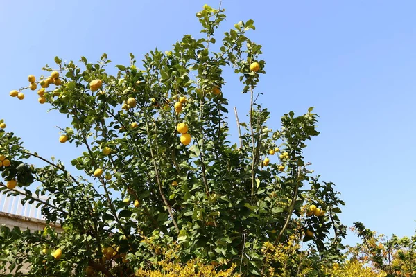 Nya året träd - Tu B'Shvat — Stockfoto