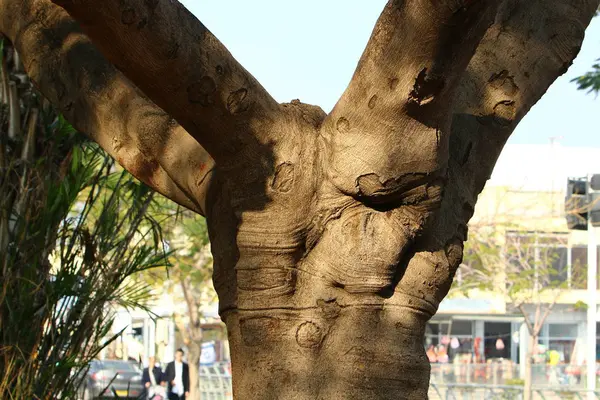 Aspetto e consistenza del legno — Foto Stock