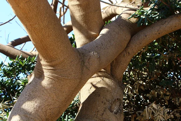 外観と木の質感 — ストック写真