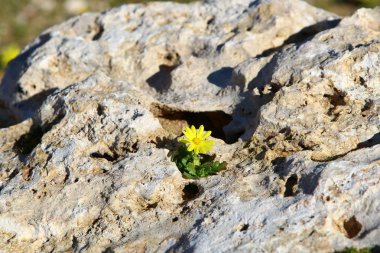 Görünüm ve taş dokusuna 
