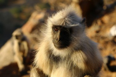 Mount Pushkar maymunlar 