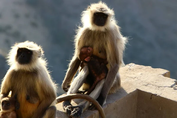 Affen auf dem Pushkar — Stockfoto