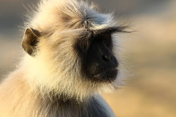 Macacos no Monte Pushkar — Fotografia de Stock