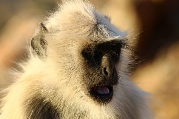 Monos en el Monte Pushkar —  Fotos de Stock