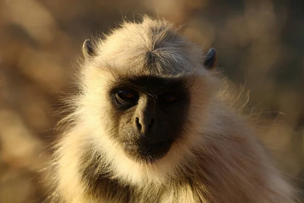 Apor på Mount Pushkar — Stockfoto