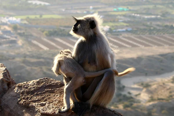 monkeys on Mount Pushkar