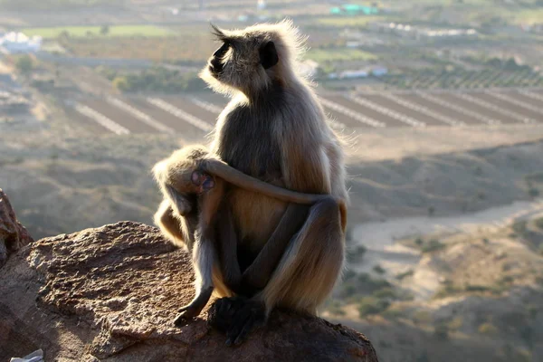 monkeys on Mount Pushkar