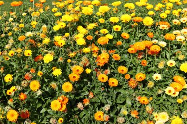 Kırmızı Kale AGRA Hint şehir 