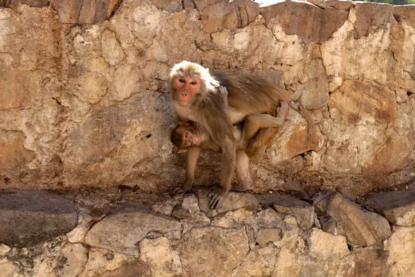 Affe in der Stadt Jaipur — Stockfoto