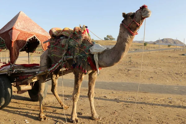 Camelo equitação no deserto — Fotografia de Stock