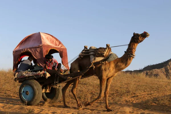 骆驼在沙漠中骑马 — 图库照片