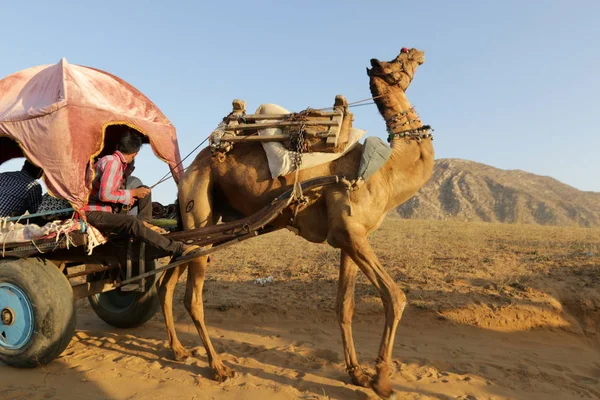 Paseo en camello en el desierto — Foto de Stock