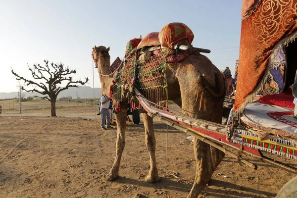 Camelo equitação no deserto — Fotografia de Stock