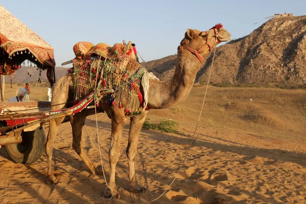 Camelo equitação no deserto — Fotografia de Stock