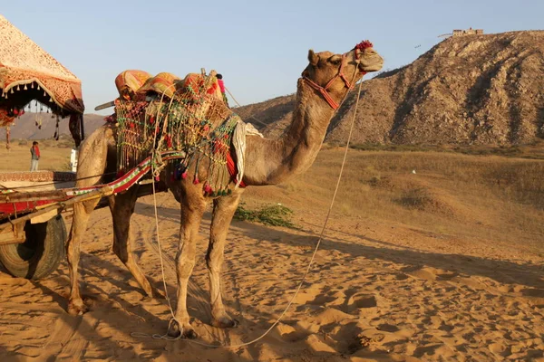 Camelo equitação no deserto — Fotografia de Stock