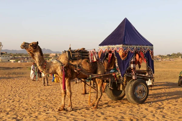 Camelo equitação no deserto — Fotografia de Stock