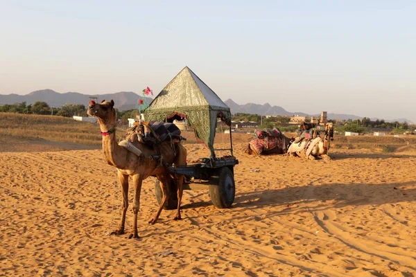 Equitazione in cammello nel deserto — Foto Stock