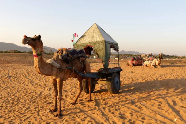 Kamel rider i öknen — Stockfoto