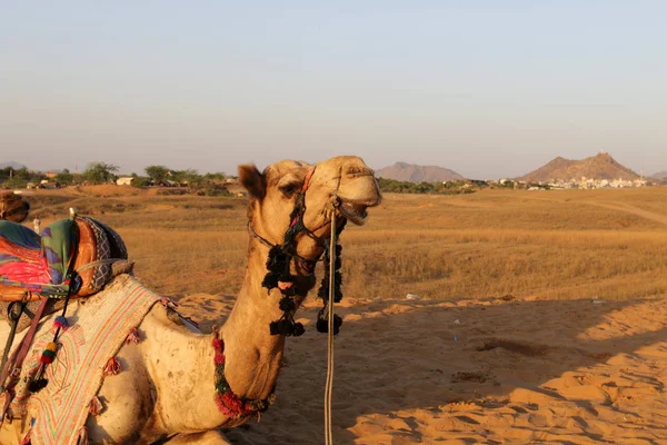 Camelo equitação no deserto — Fotografia de Stock