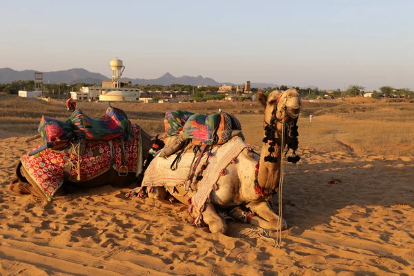 Camelo equitação no deserto — Fotografia de Stock