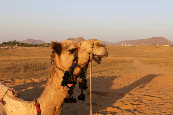 Equitazione in cammello nel deserto — Foto Stock