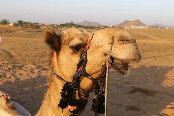Çölde deve sürmek — Stok fotoğraf